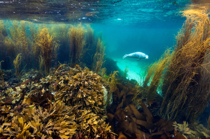 Жизнь в Саду Морских водорослей