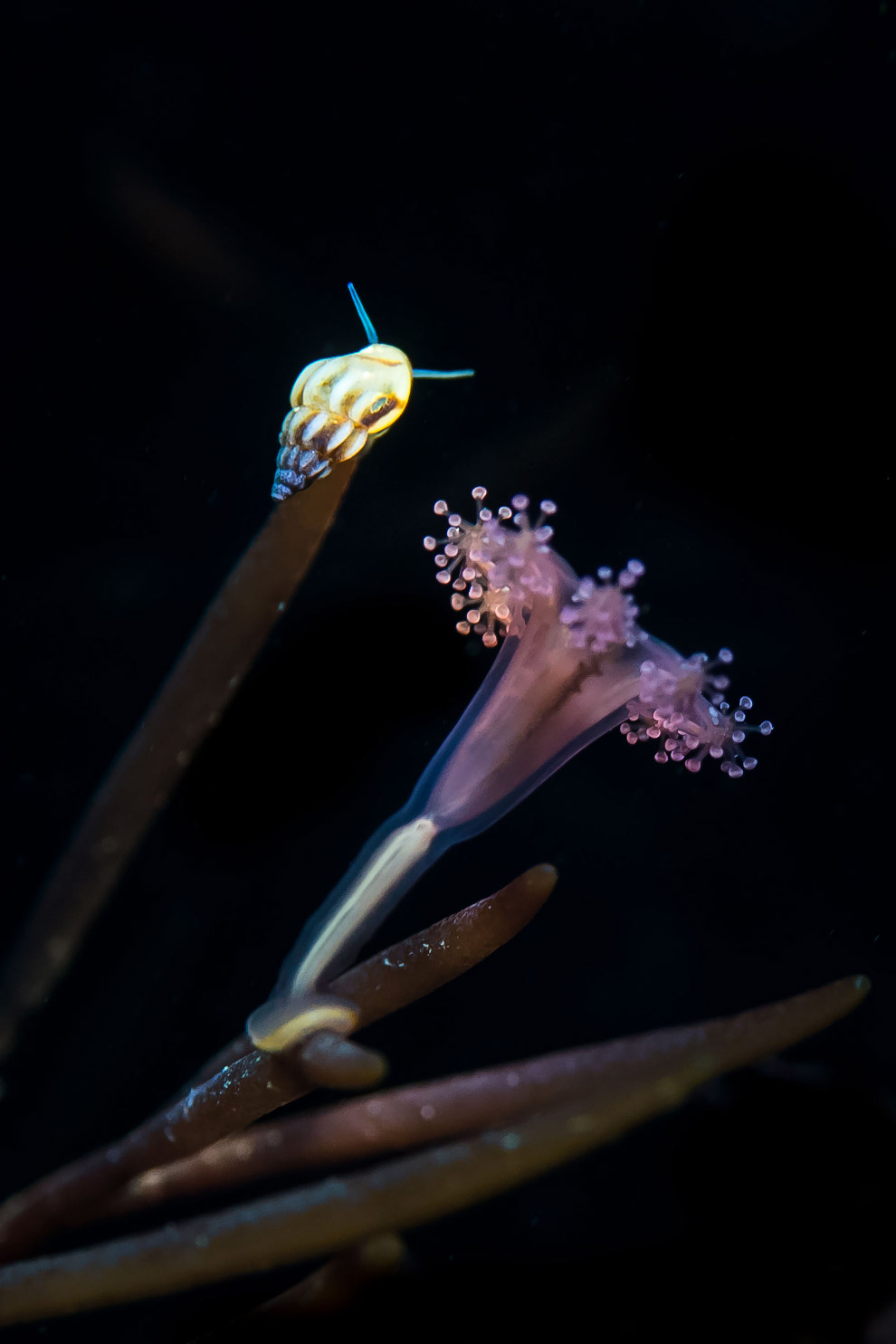 Медуза и улитка