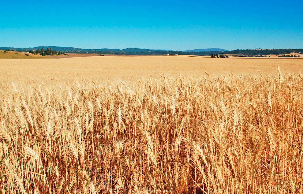 Пшеничные поля