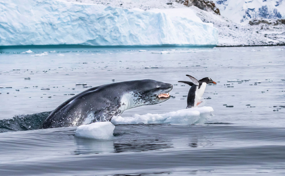 Бегство пингвина от морского леопарда