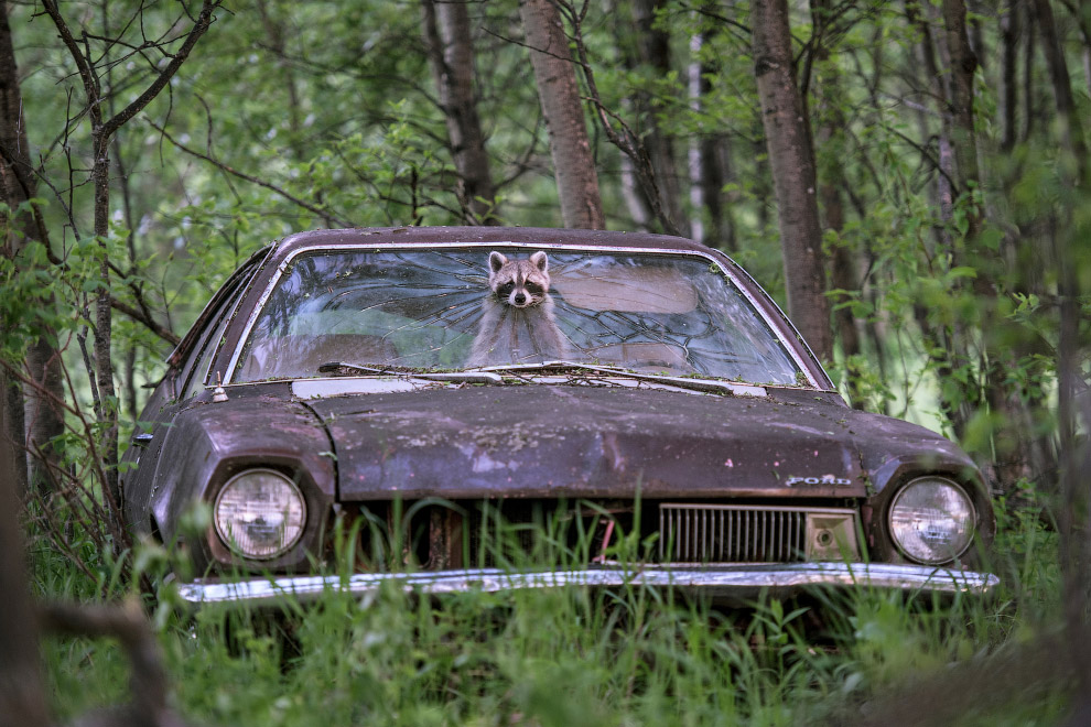 Игривый енот высовывает мордочку из заброшенного Ford Pinto 1970-х годов