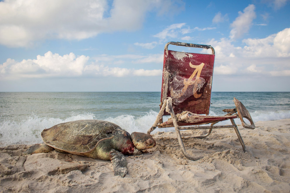 Черепаха, запутавшаяся в веревке от старого шезлонга на пляже в Алабаме