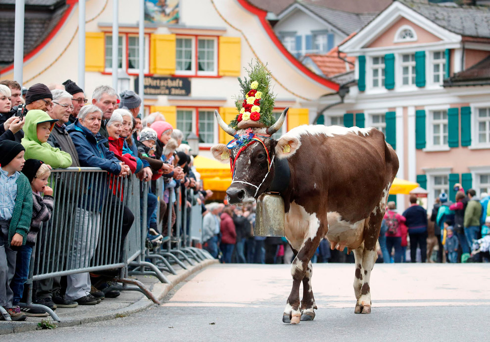 Осенний рынок крупного рогатого скота в Аппенцелле, Швейцария