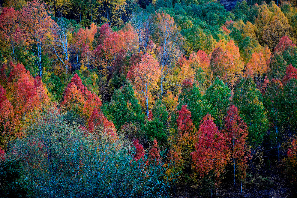 Красочные деревья на холмах турецкой провинции Гюмюшане