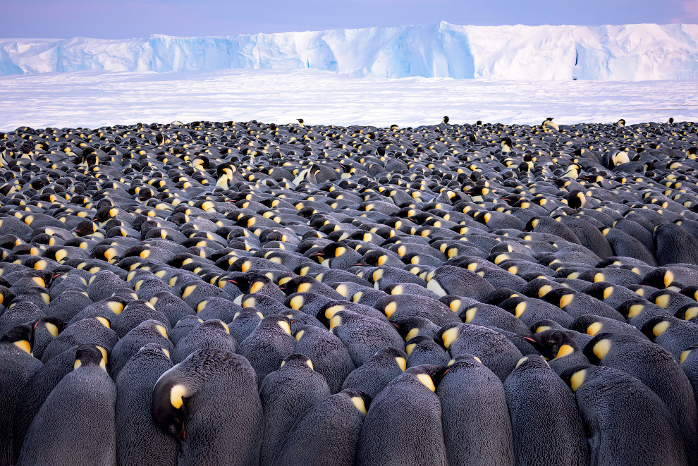 Стая императорских пингвинов в Антарктиде