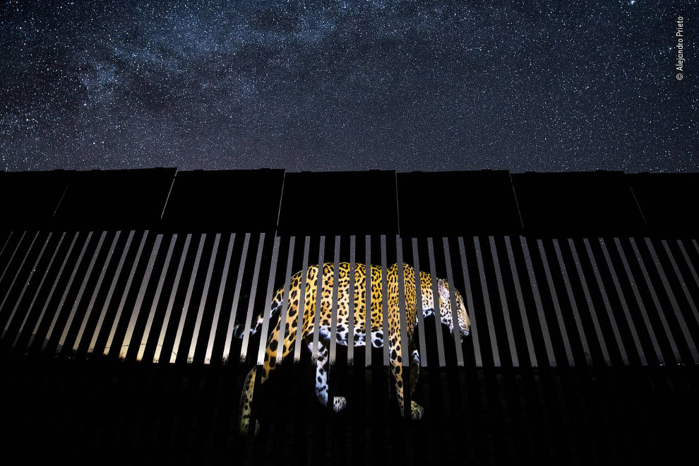 Ягуар и забор на границе