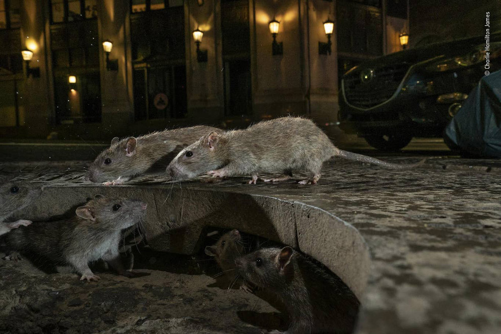 Крысы на улицах Манхэттена