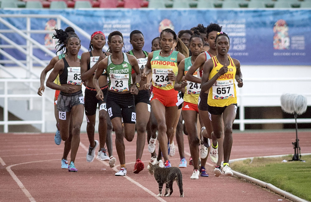 Кот решил посмотреть поближе на бегунов на дистанции 5 км в Рабате, Марокко