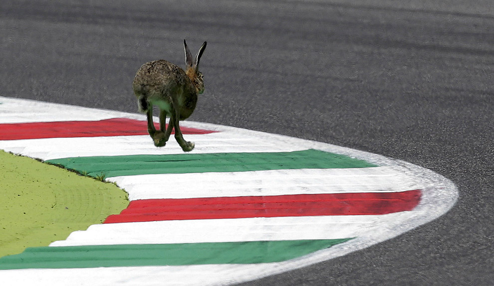 Кролик на трассе Муджелло, Италия