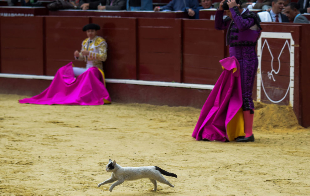 Кошка выбежала на арену для корриды в Боготе, Колумбия