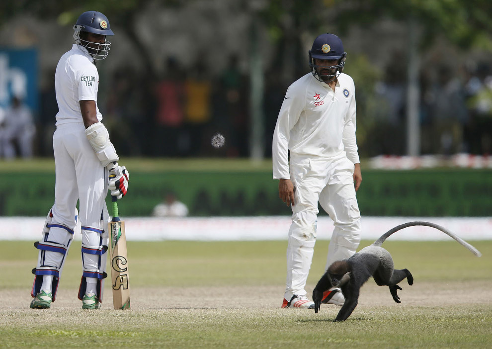 Обезьяна на поле по крикету в Галле, Шри-Ланка