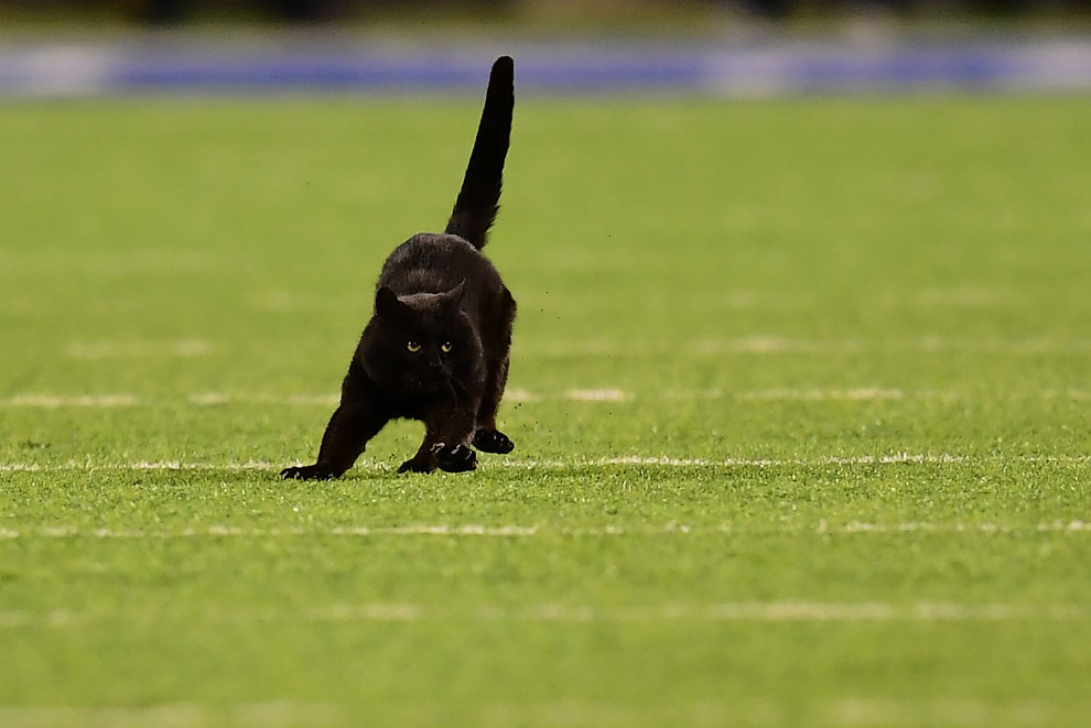 Роскошный черный кот на стадионе в Ист-Резерфорде, штат Нью-Джерси