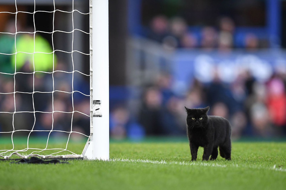 Черный кот во время футбольного матча английской Премьер-лиги