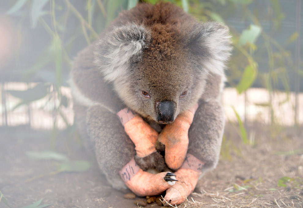 Травмированная коала