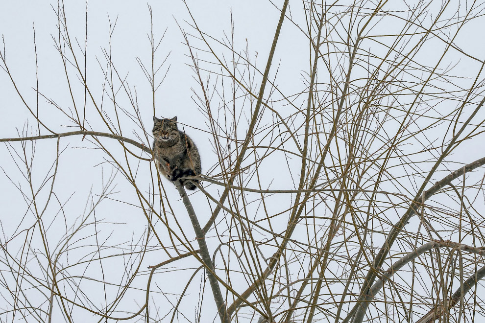 Кошка сидит на дереве в морозный зимний день