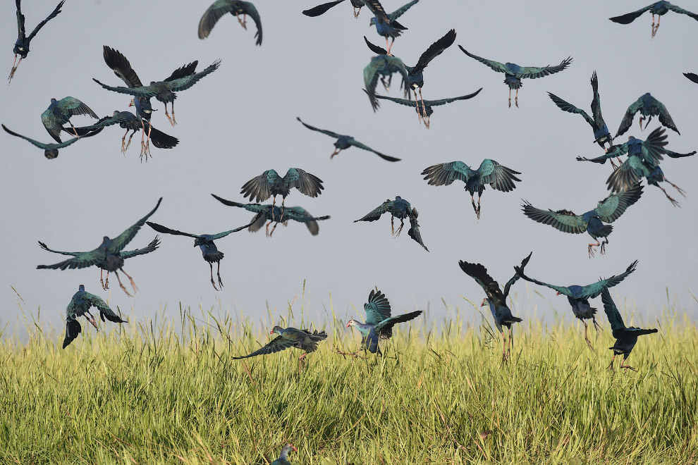 Красивая стая птиц на водно-болотных угодьях в 70 милях к северу от Янгона, Мьянма