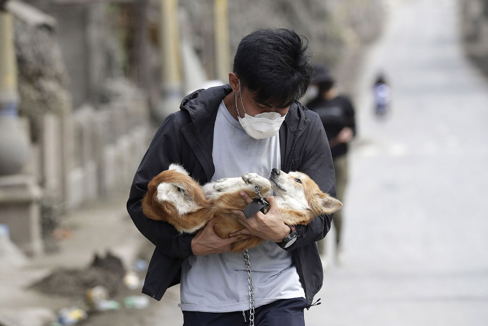 Спасенная собака в Талисае, провинция Батангас, на юге Филиппин