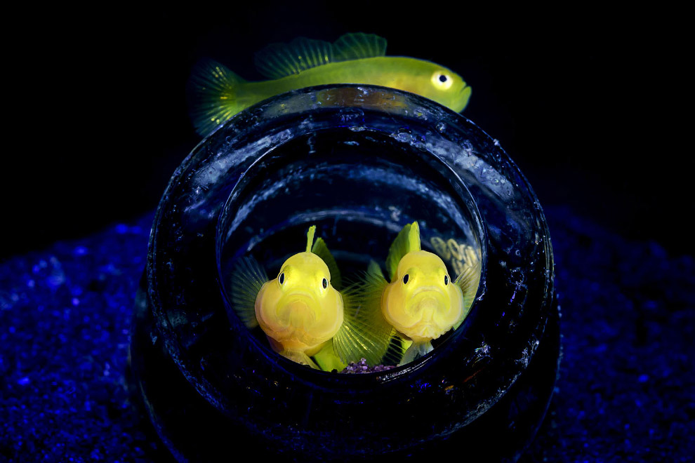 Лимонные рыбки Pygmy lemon gobies
