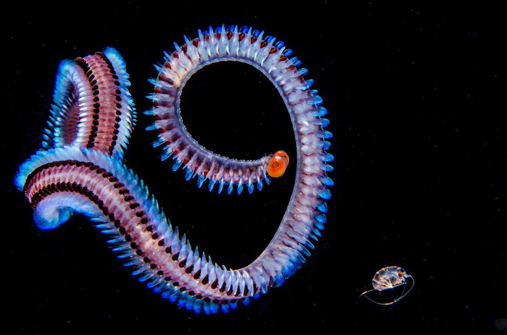 Красивые черви Alciopid worm