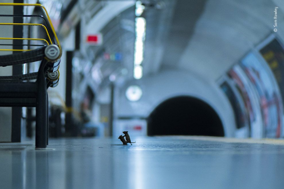 Драка мышей в метро