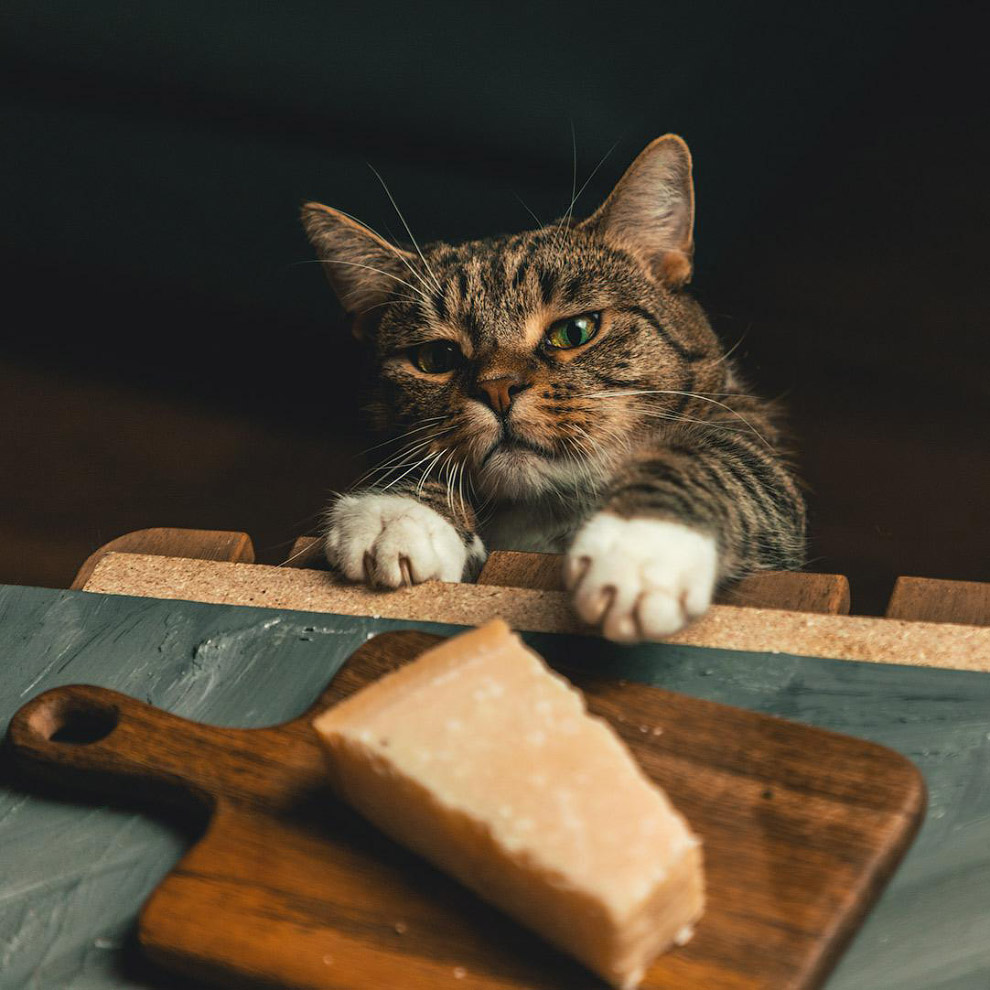 Кошка пытается украсть сыр
