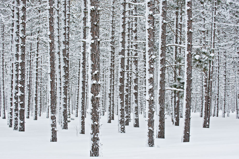 Красивый зимний лес