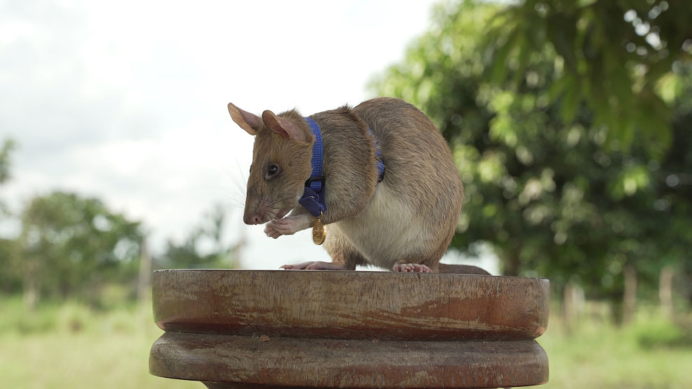 BRITAIN - CAMBODIA - AWARD - ANIMAL - RAT