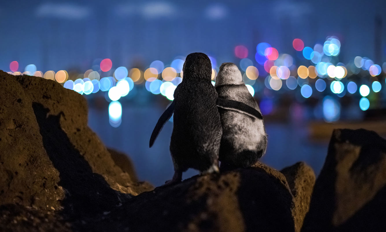 Два друга-пингвина