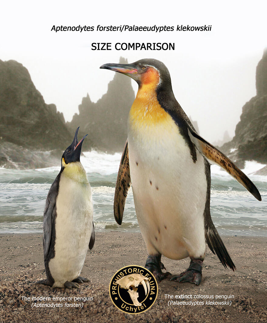 Императорский пингвин и вымерший вид пингвинов palaeeudyptes klekowskii