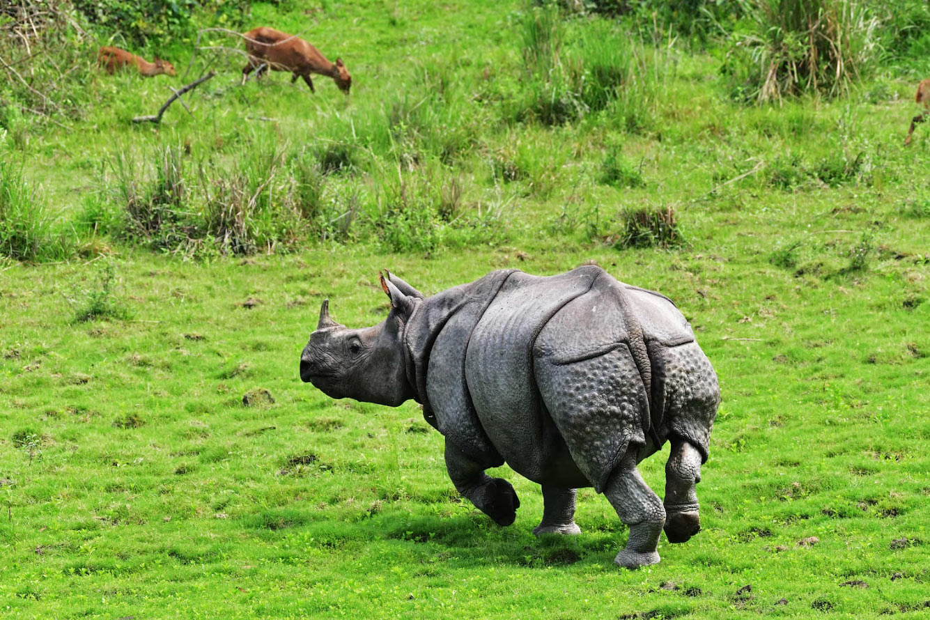 Носорог в национальном парке Казиранга в Индии