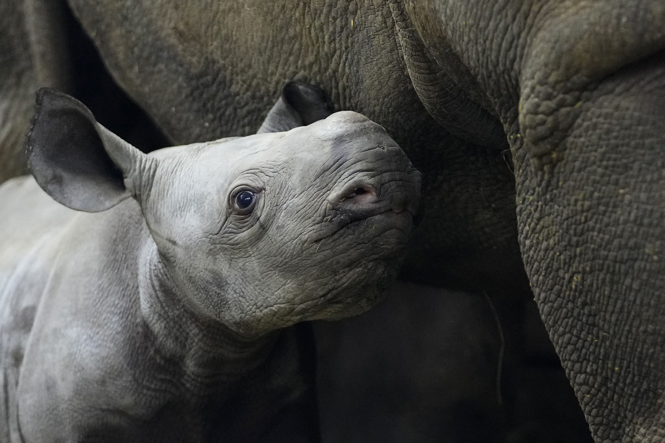 Новорожденный восточный черный носорог