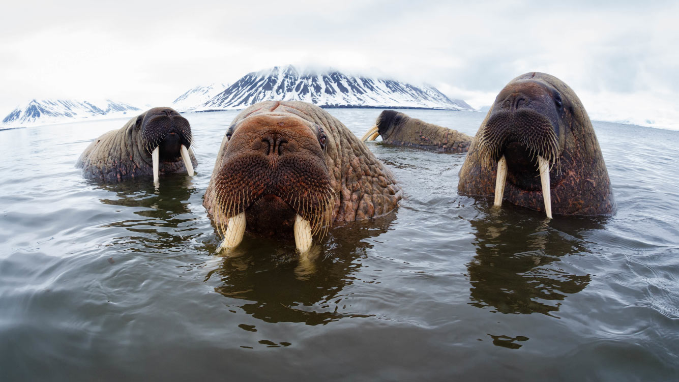 Атлантические моржи на Шпицбергене, Норвегия