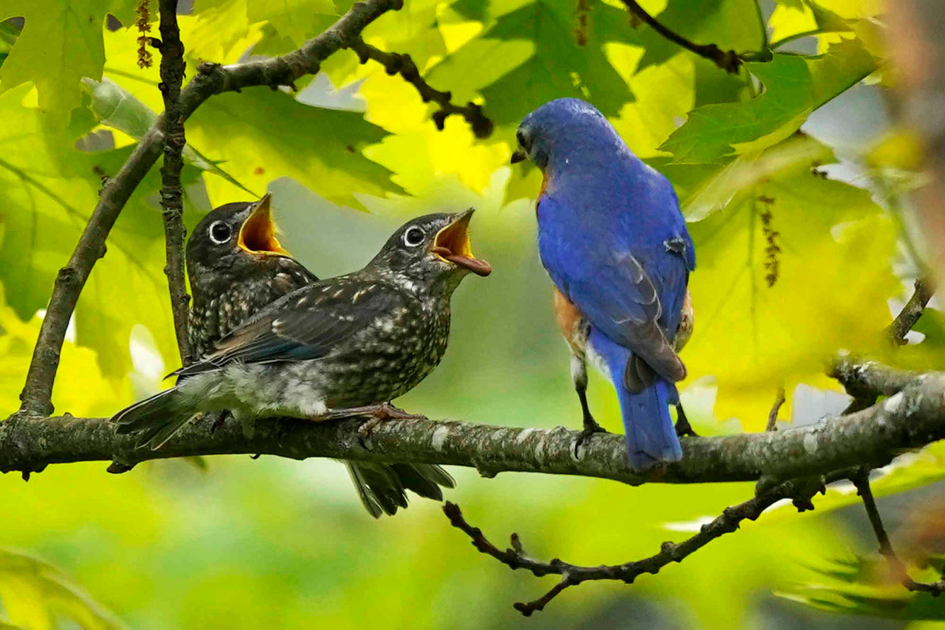 Детеныши синих птиц просят больше еды