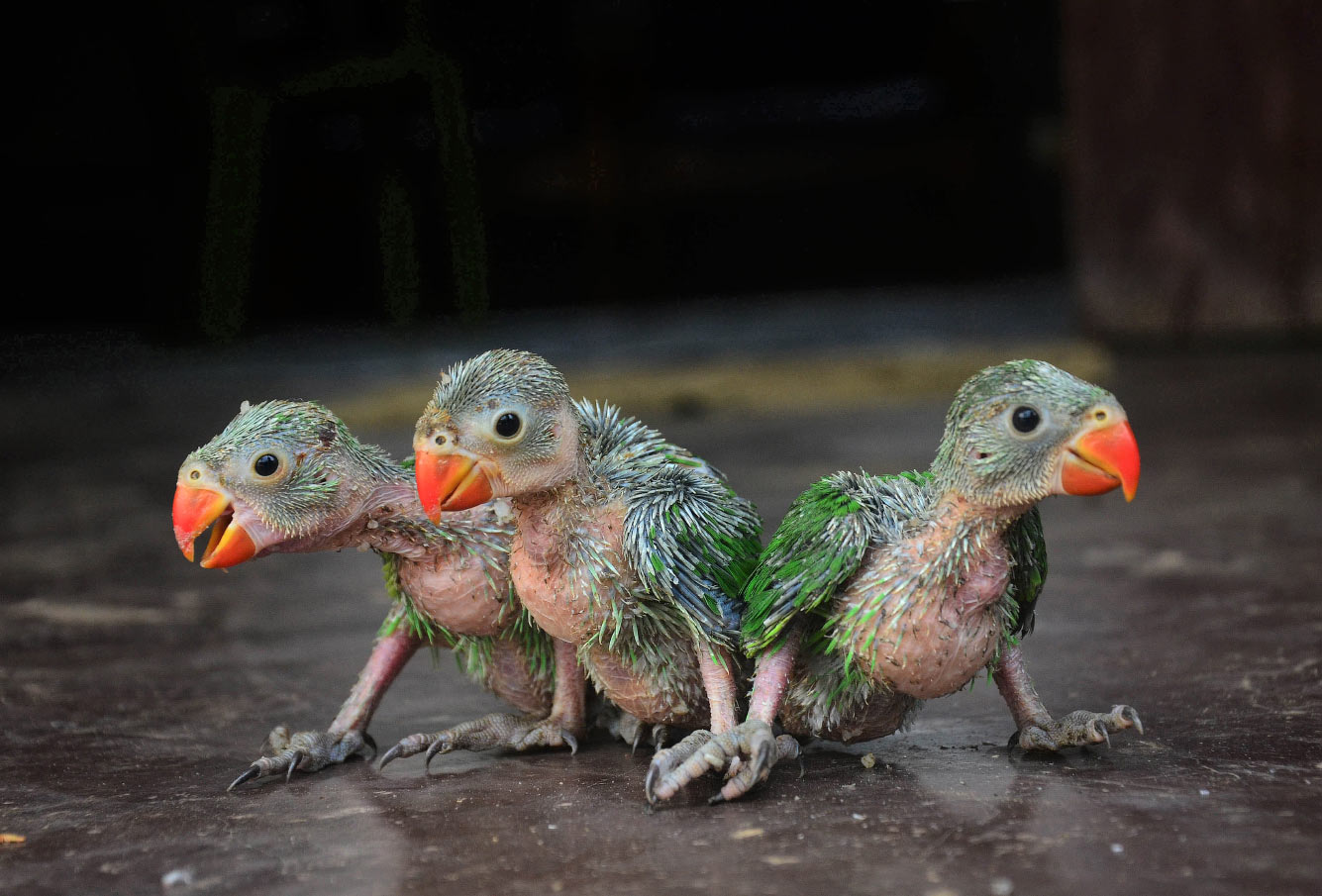 Маленькие попугайчики в Димапуре, Индия