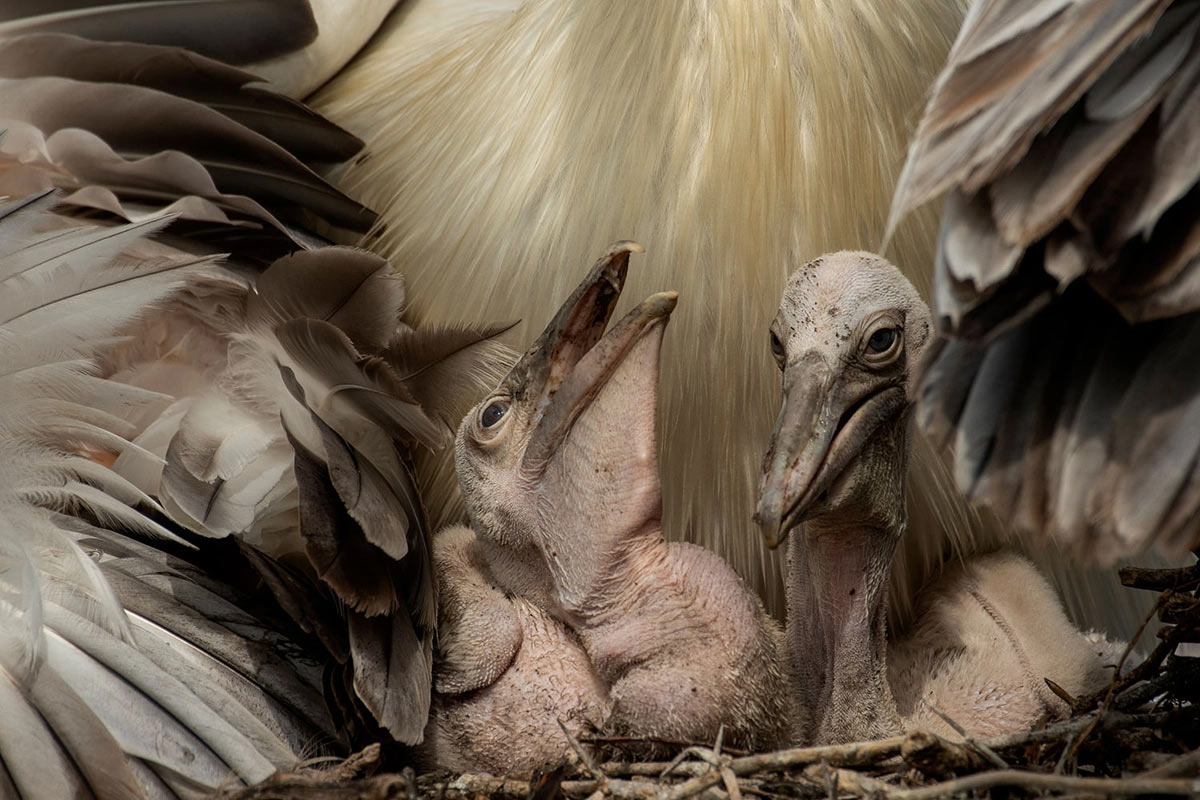 Доисторически выглядящие птенцы пятнистого пеликана