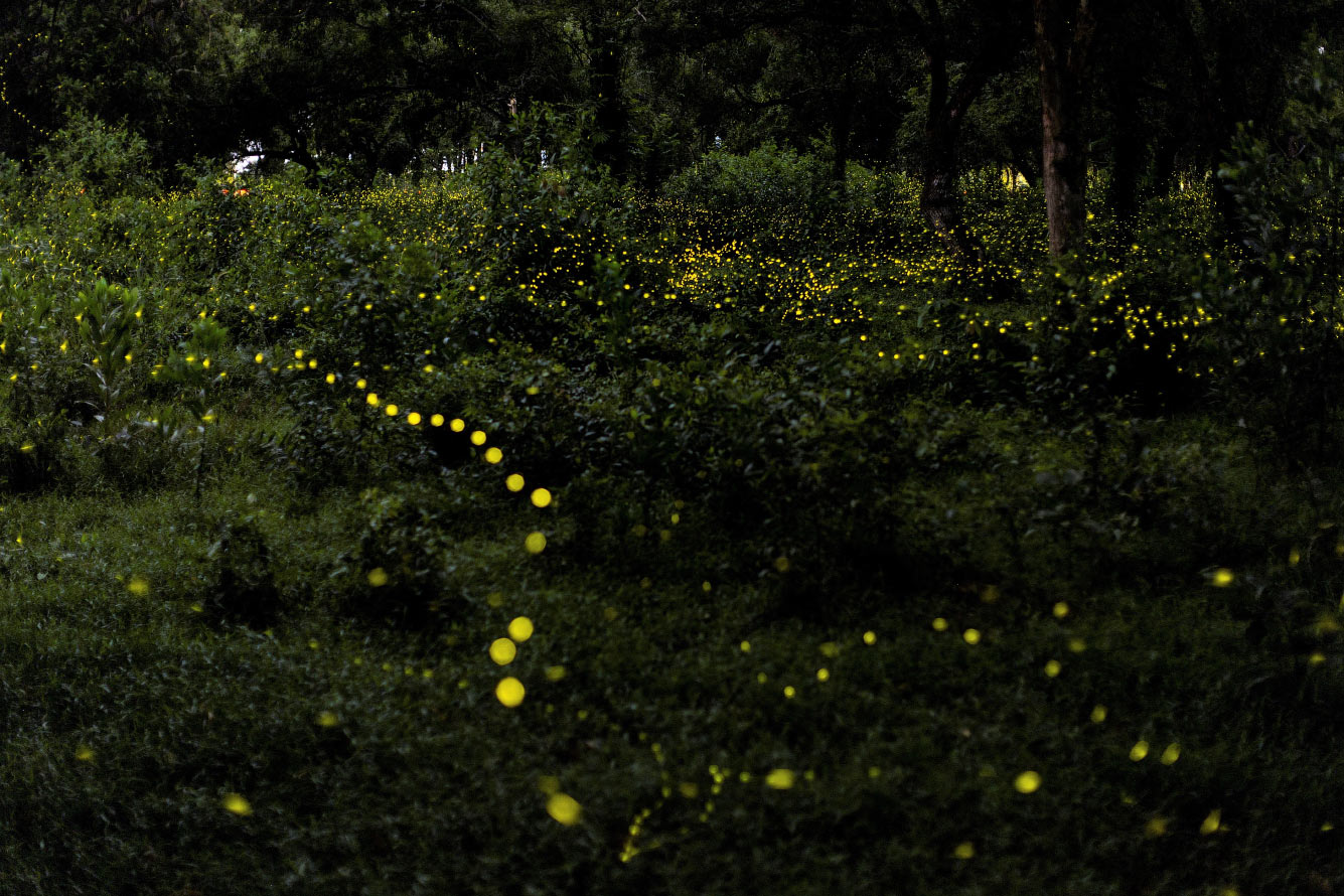Светлячки загораются в лесу у военной казармы в провинции Прачинбури, Таиланд