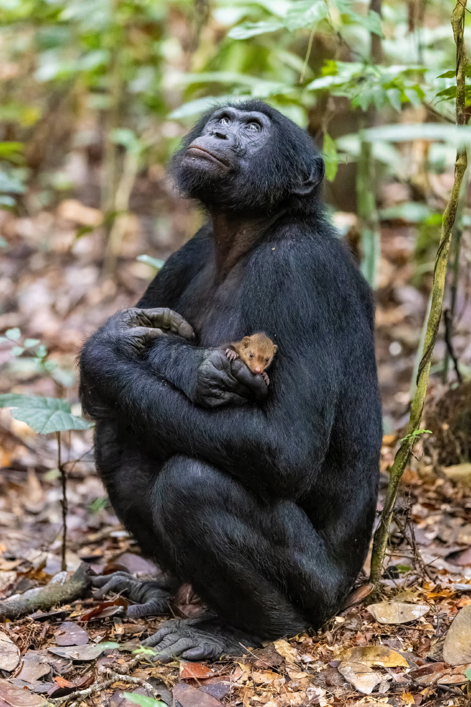 Бонобо и маленький мангуст