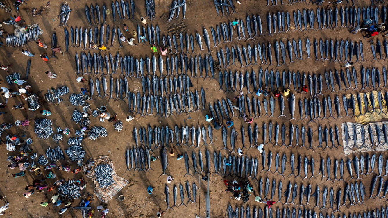 Недавно пойманные марлины и парусники в Какинаде, штат Андхра-Прадеш