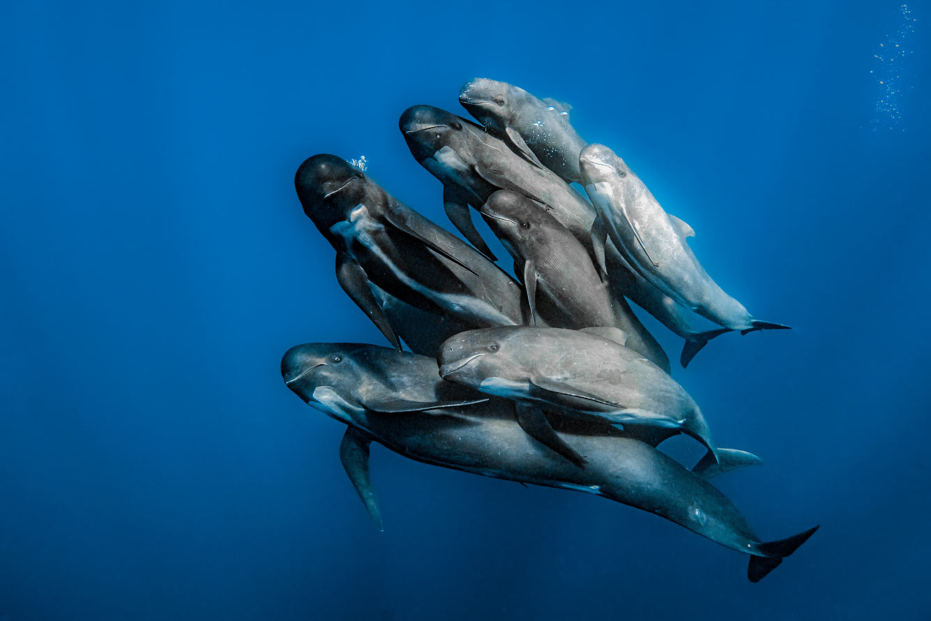 Гринды из семейства дельфиновых