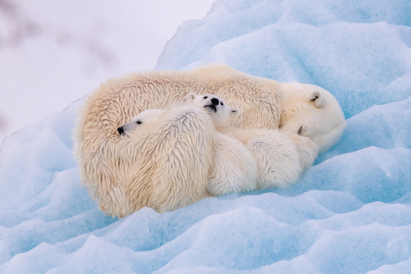 Два детеныша белого медведя с мамой