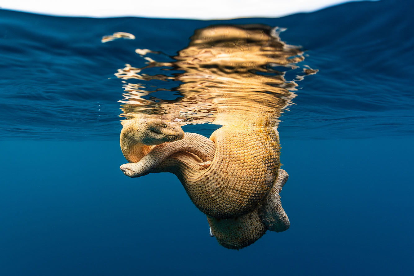Морская змея Стокса