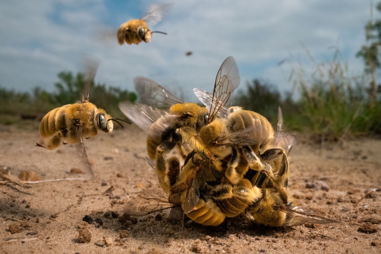 Битва пчел за самку