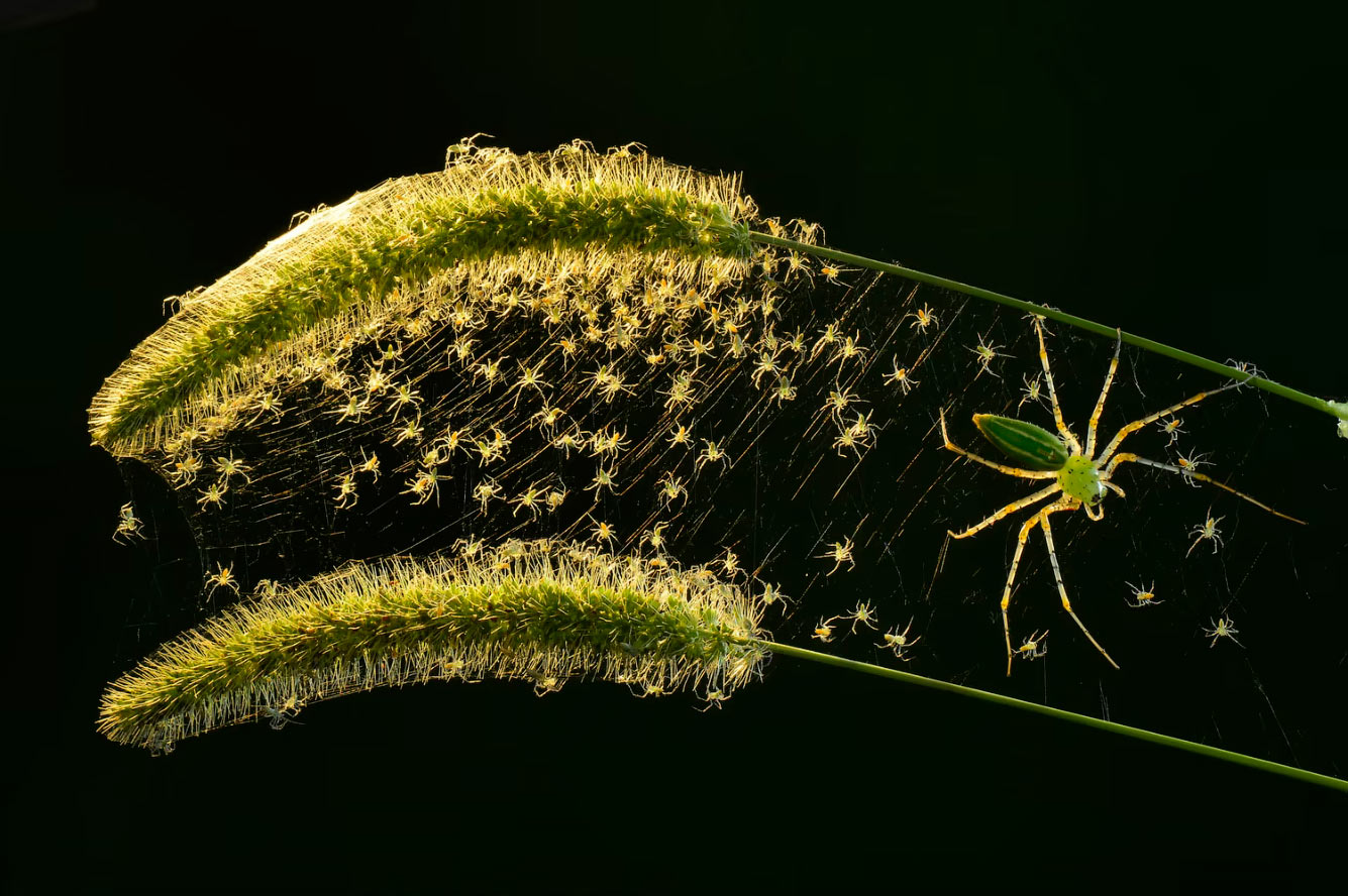 Зеленый кошачий паук и его паутина