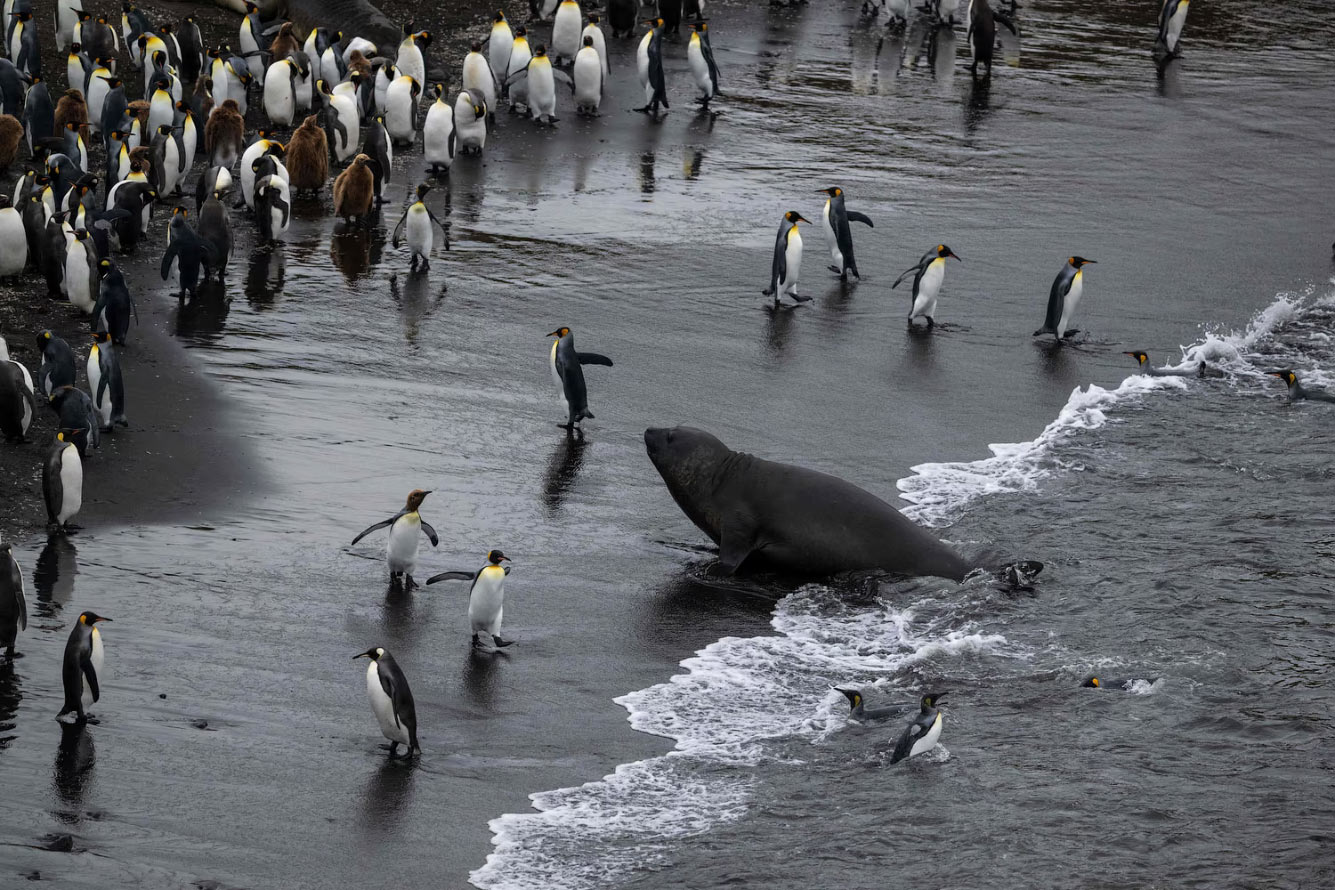 Морской слон выплывает на берег