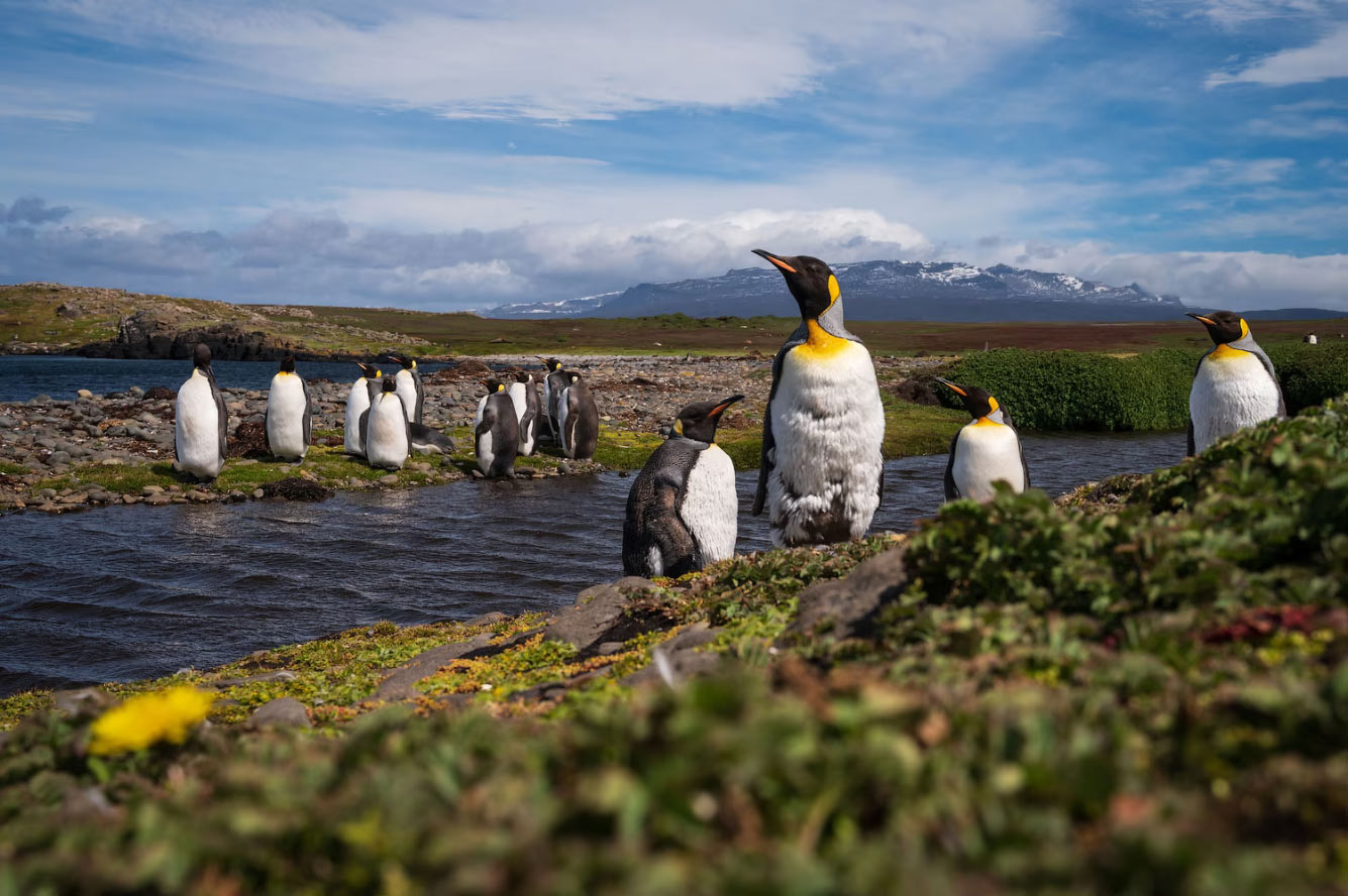Пингвины - семейство нелетающих морских птиц