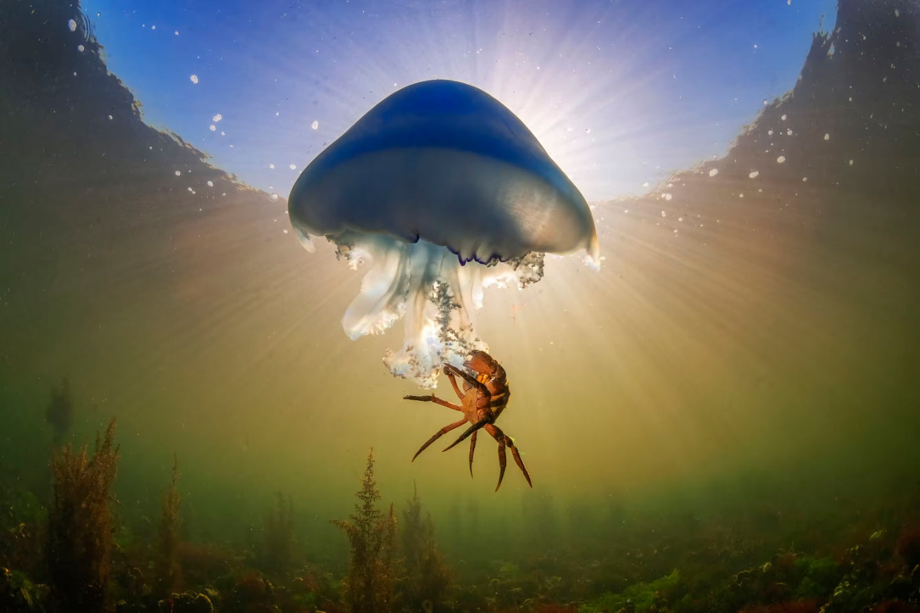 Бочкообразная медуза и краб