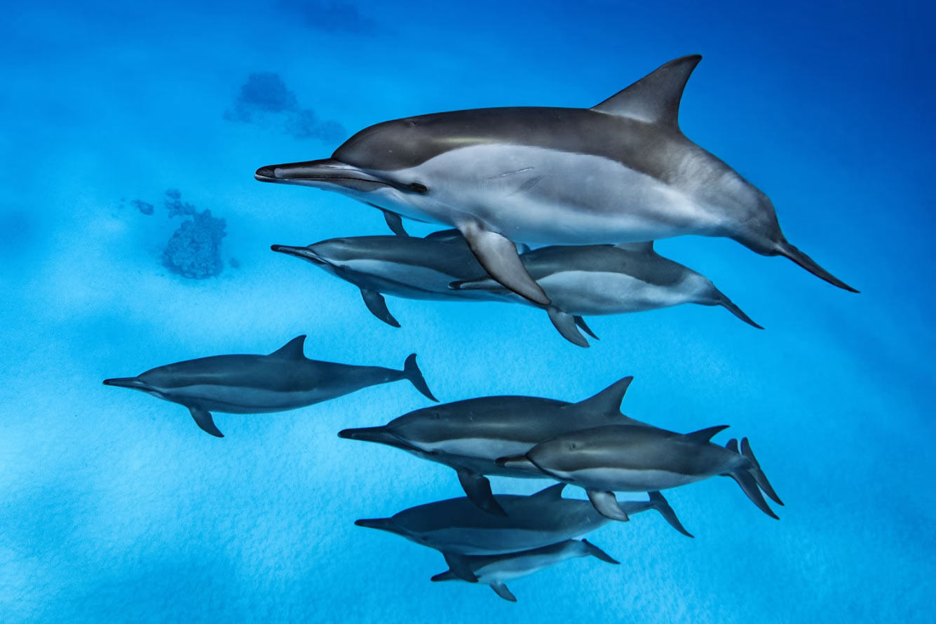 Любопытная группа дельфинов на рифе Сатайя в Египте