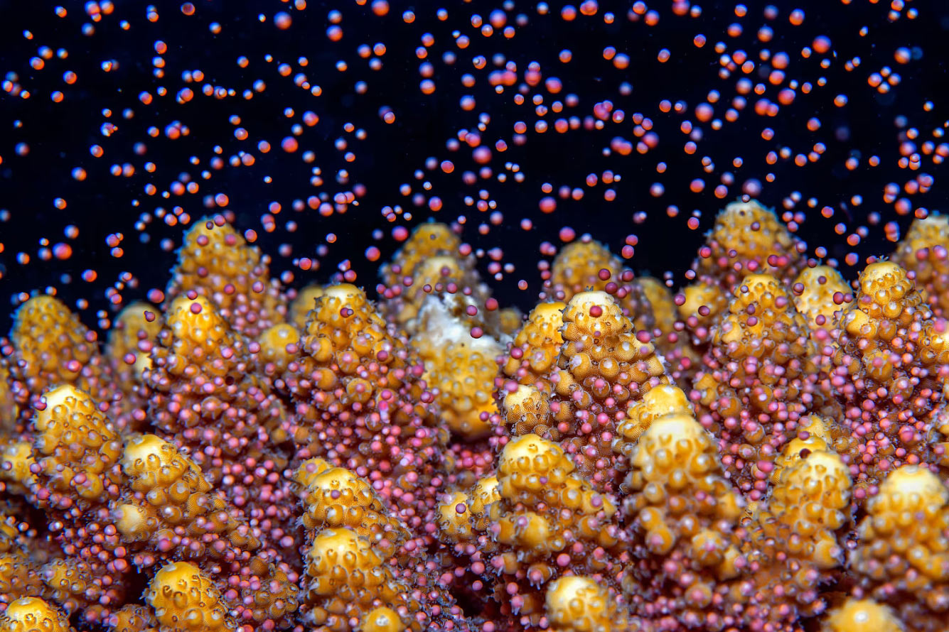 Нерест кораллов