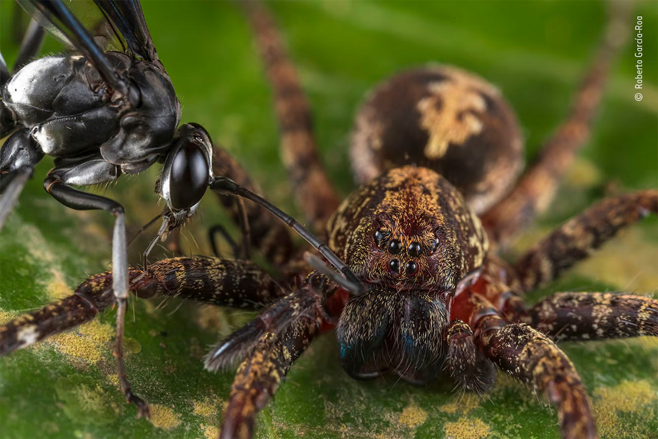 Яростная схватка между дорожной осы и богато украшенным пауком Ктенусом