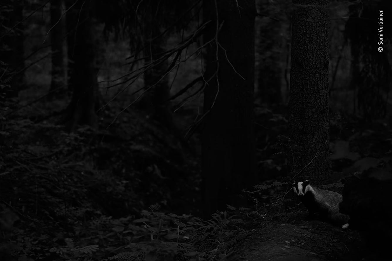 Барсук в лесу возле Хельсинки